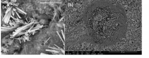 Images of ettringite needles